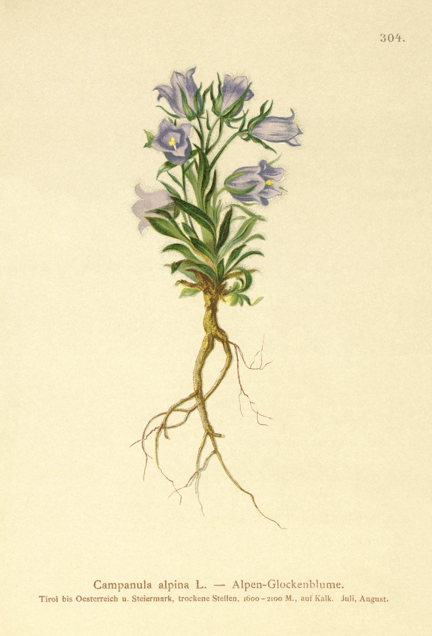 Almindelig klokkeblomst (Campanula alpina) af German School