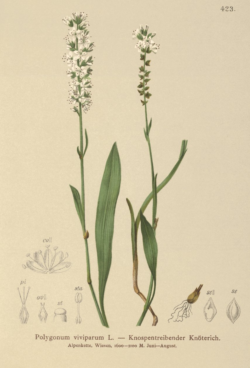 Alpine Bistort (Bistorta vivipara, Polygonum viviparum, Persicaria vivipara) af German School
