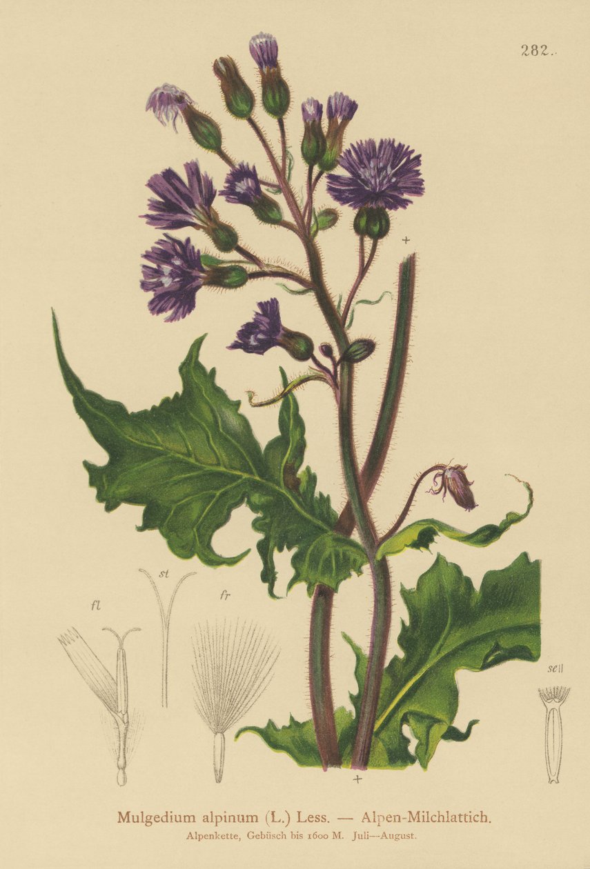Almindelig Blå Tidsel (Mulgedium alpinum, Cicerbita alpina) af German School
