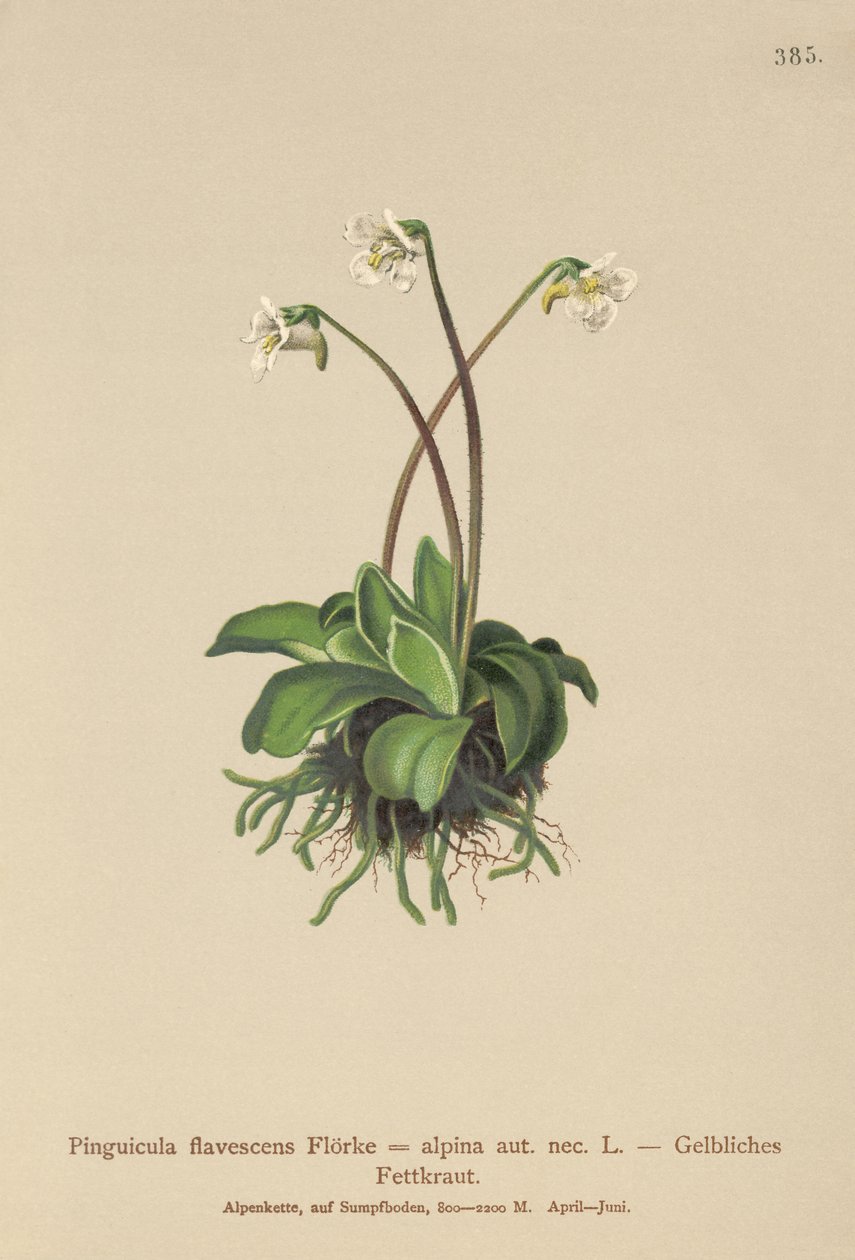 Almindelig smørhat (Pinguicula flavescens, Pinguicula alpina) af German School