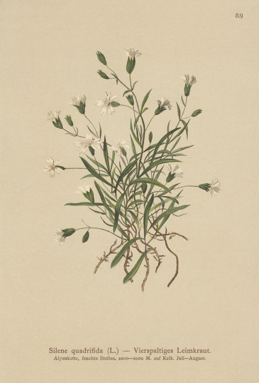 Almindelig Campion (Silene quadrifida, Ixoca quadrifida) af German School