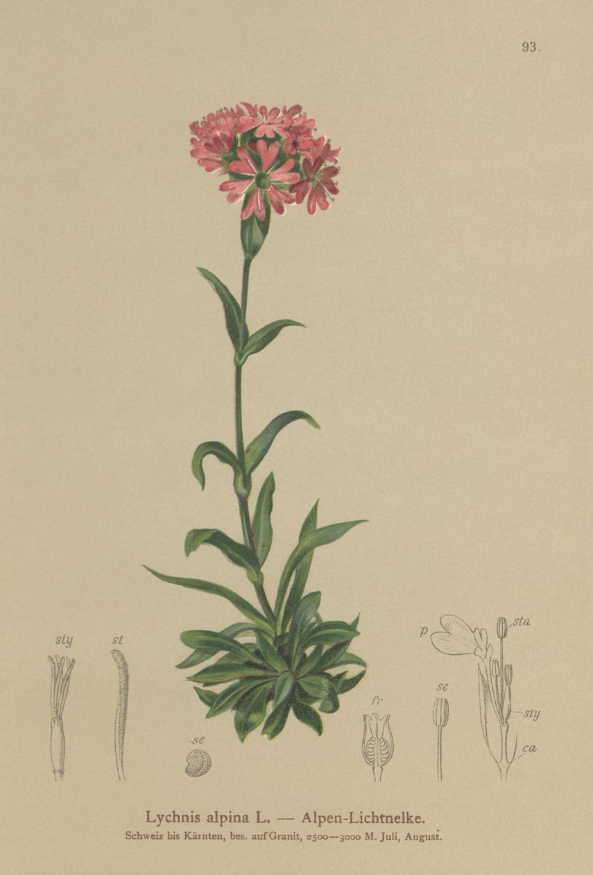 Almindelig fluesvirreflue (Lychnis alpina, Silene suecica) af German School