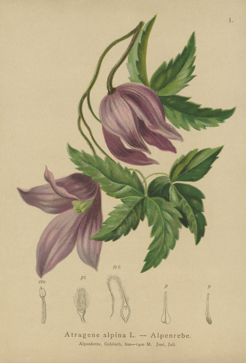 Almindelig klematis (Atragene alpina, Clematis alpina) af German School