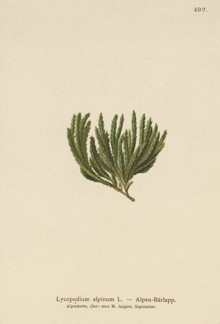 Alpin klumpfod (Lycopodium alpinum, Diphasiastrum alpinum) af German School