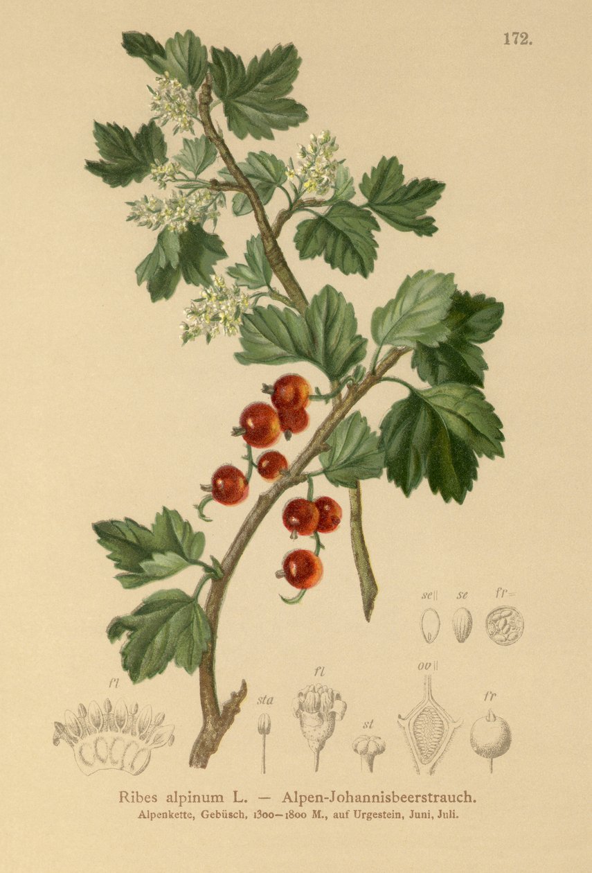 Almindelig solbær (Ribes alpinum) af German School
