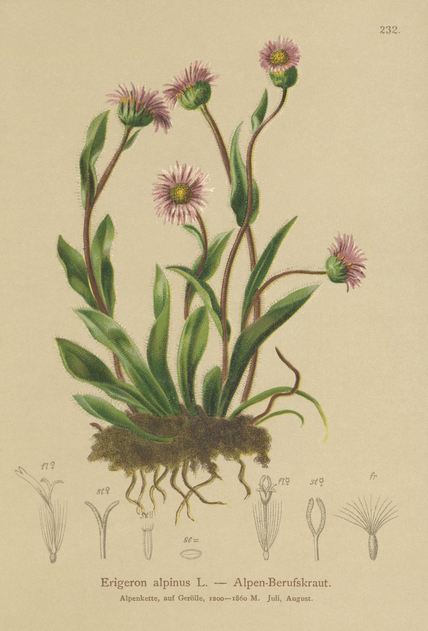 Almindelig Erigeron (Erigeron alpinus) af German School