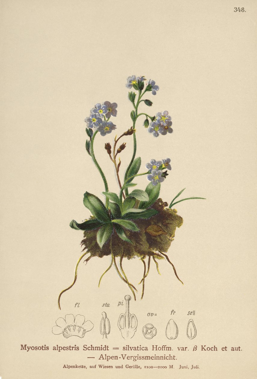 Alpeforglemmigej (Myosotis alpestris, Myosotis silvatica) af German School