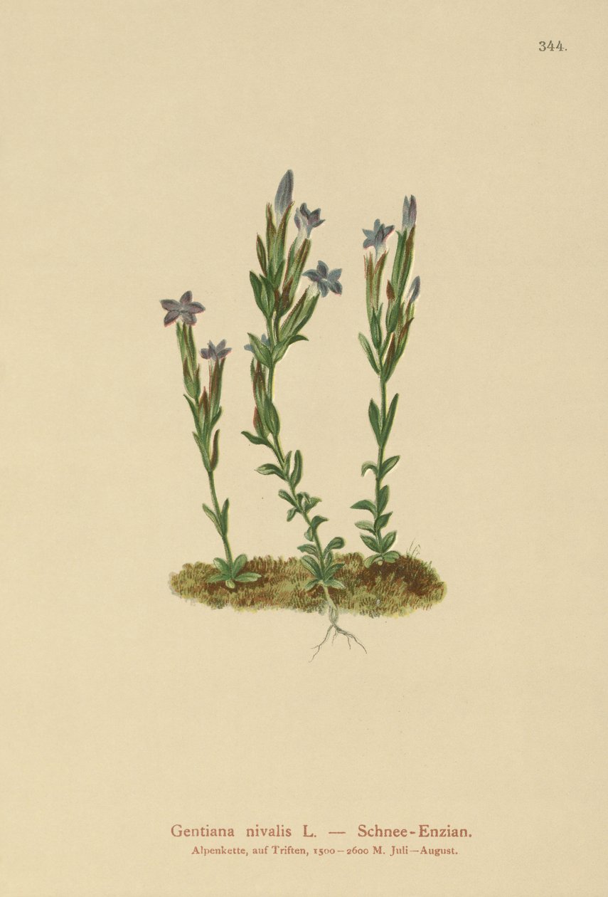 Alpin Ensian (Gentiana nivalis) af German School