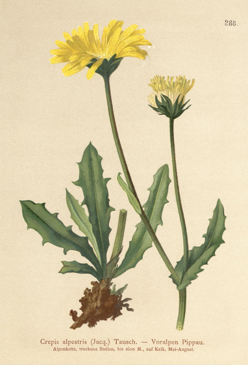 Almindelig høgeskæg (Crepis alpestris) af German School
