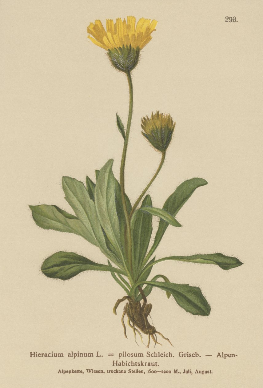 Almindelig høgeurt (Hieracium alpinum, Hieracium alpenum, Hieracium pilosum) af German School