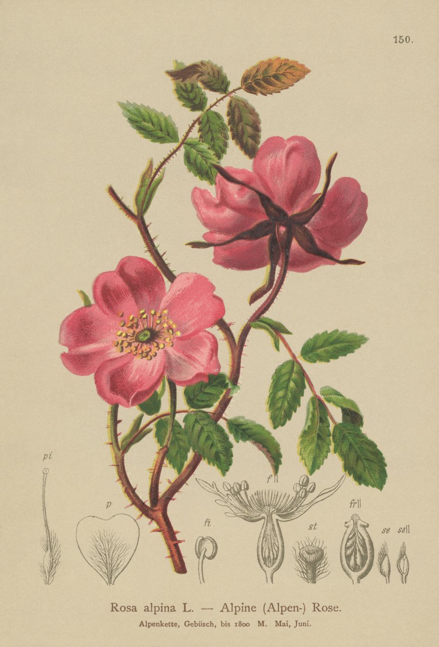 Almindelig hækrose (Rosa alpina, Rosa pendulina) af German School