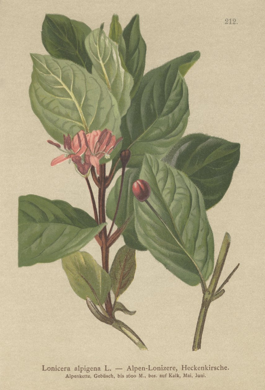 Alpin kaprifolium (Lonicera alpigena) af German School