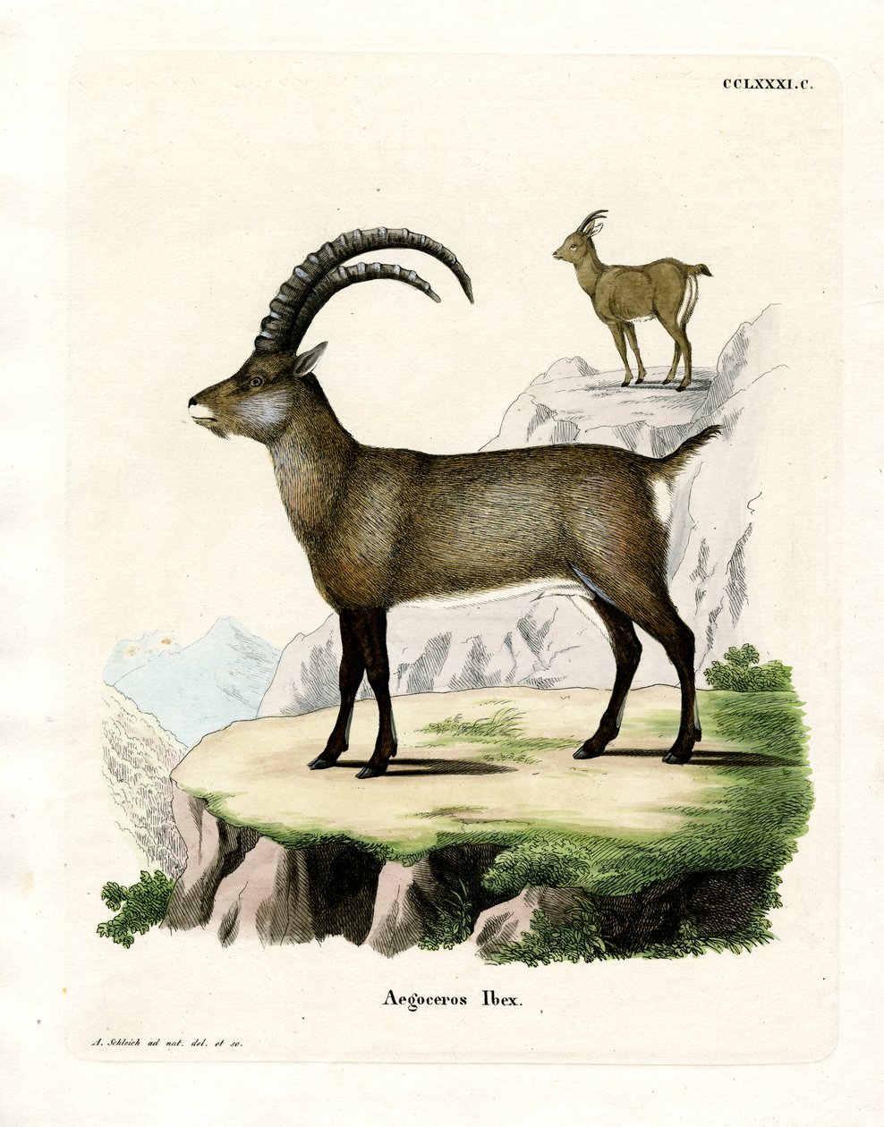 Alpine Ibex (farvet gravering) af German School