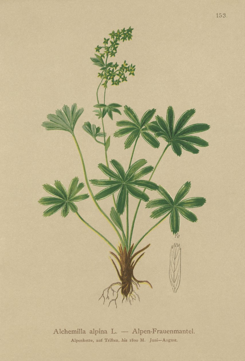 Alpin Ladys-Mantle (Alchemilla alpina) af German School