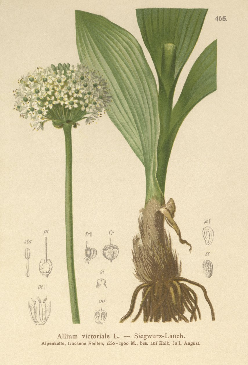 Alpeporre (Allium victorialis, Allium victoriale, Cepa victorialis, Geboscon triphylum, Allium plantagineum, Allium anguinum) af German School