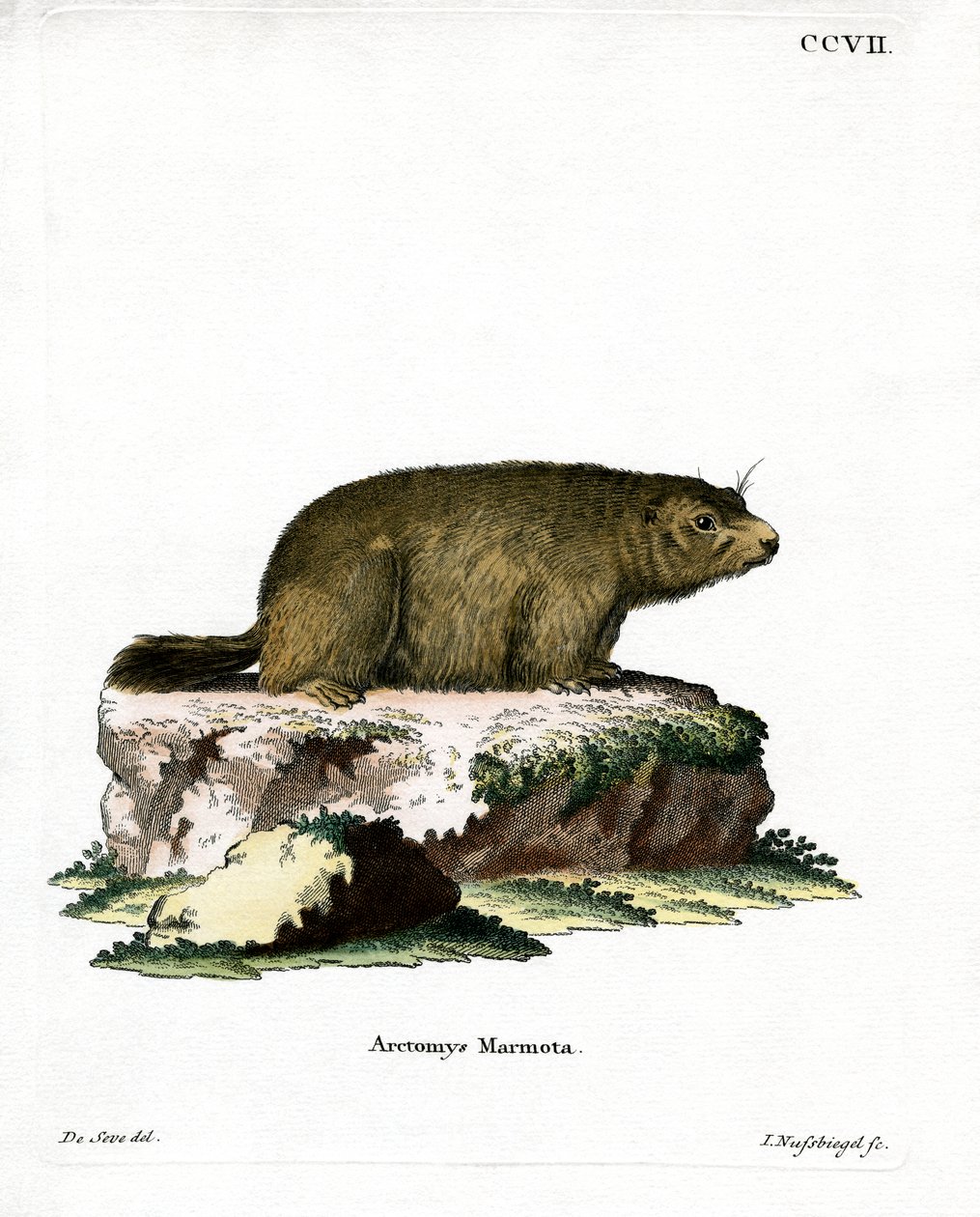 Alpine murmeldyr (farvet gravering) af German School