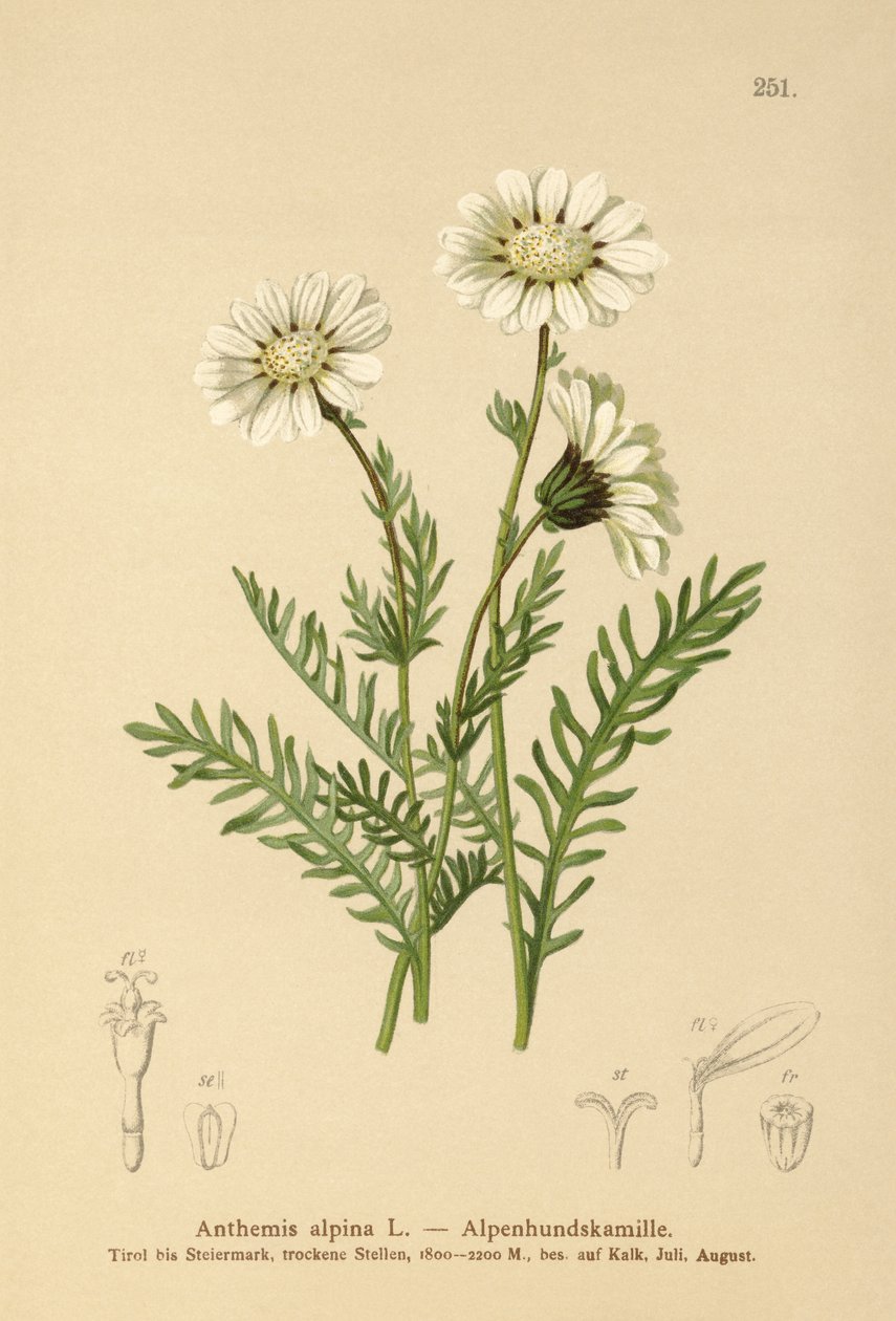 Almindelig majgræs (Anthemis alpina, Achillea oxyloba subsp. schuri) af German School