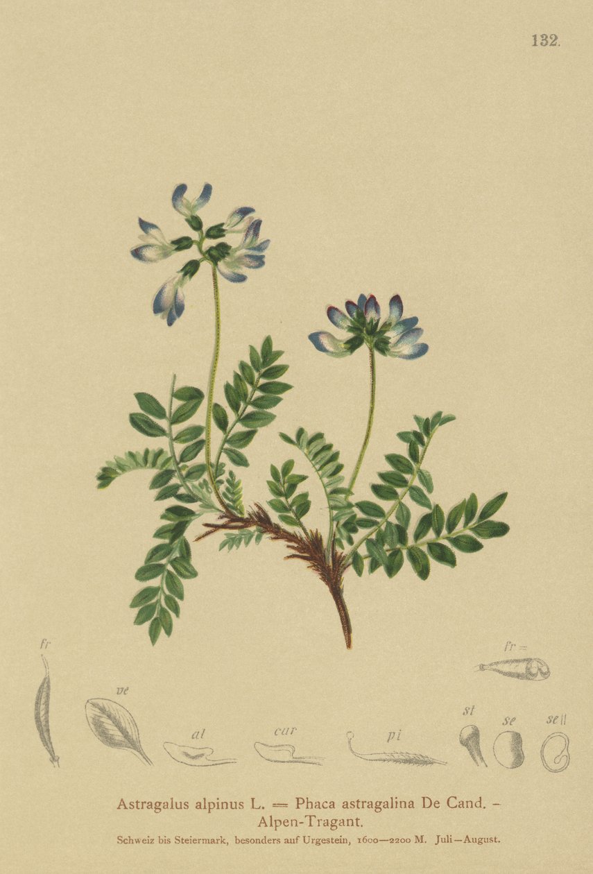 Almindelig mælkebøtte (Astragalus alpinus, Phaca astragalina) af German School