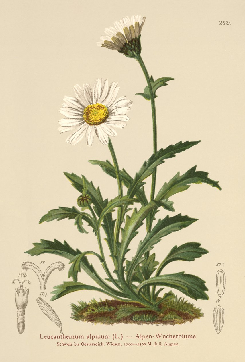 Alpine Moon Daisy (Leucanthemum alpinum, Leucanthemopsis alpina, Chrysanthemum alpinum, Tanacetum alpinum) af German School