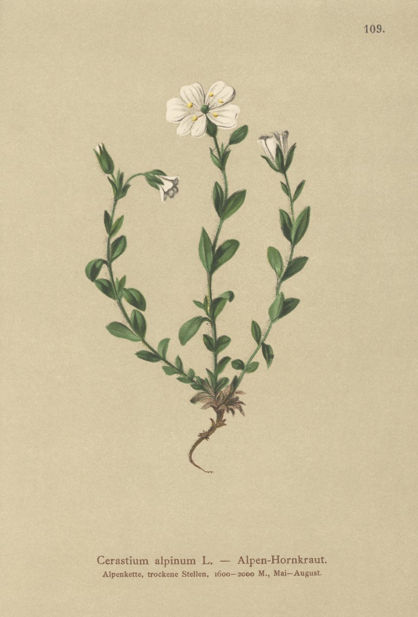 Alpin musear (Cerastium alpinum) af German School
