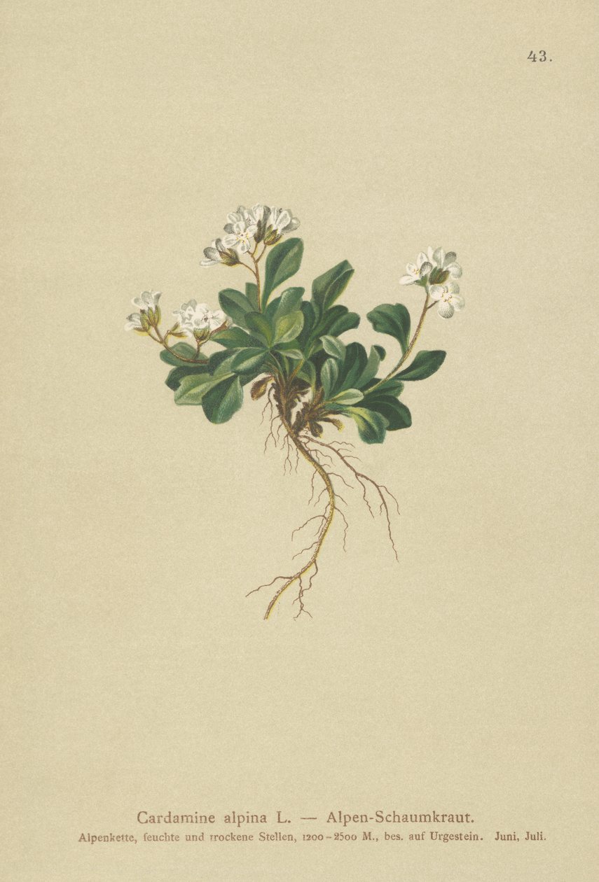 Almindelig bjergkarse (Cardamine alpina) af German School