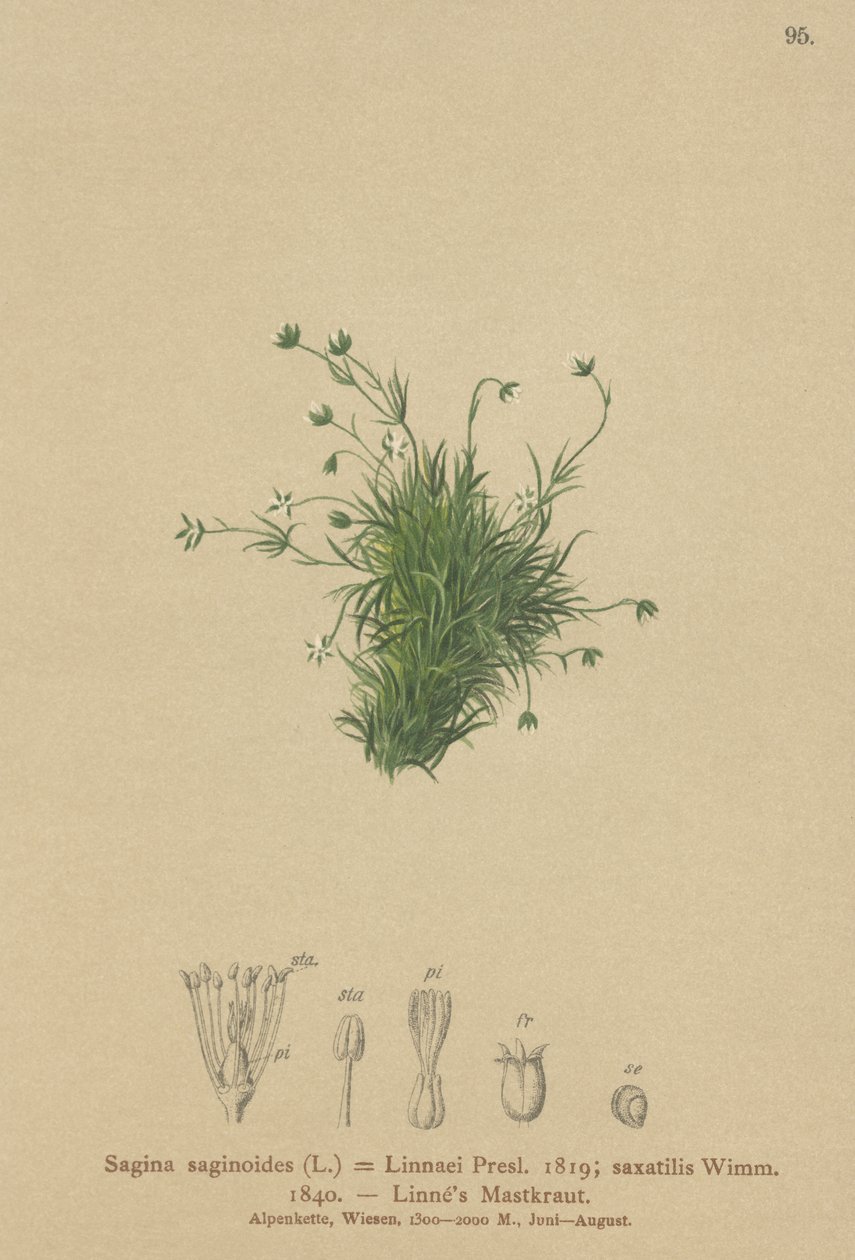 Alpine perleurt (Sagina saginoides, Sagina linnaei, Sagina saxatilis) af German School