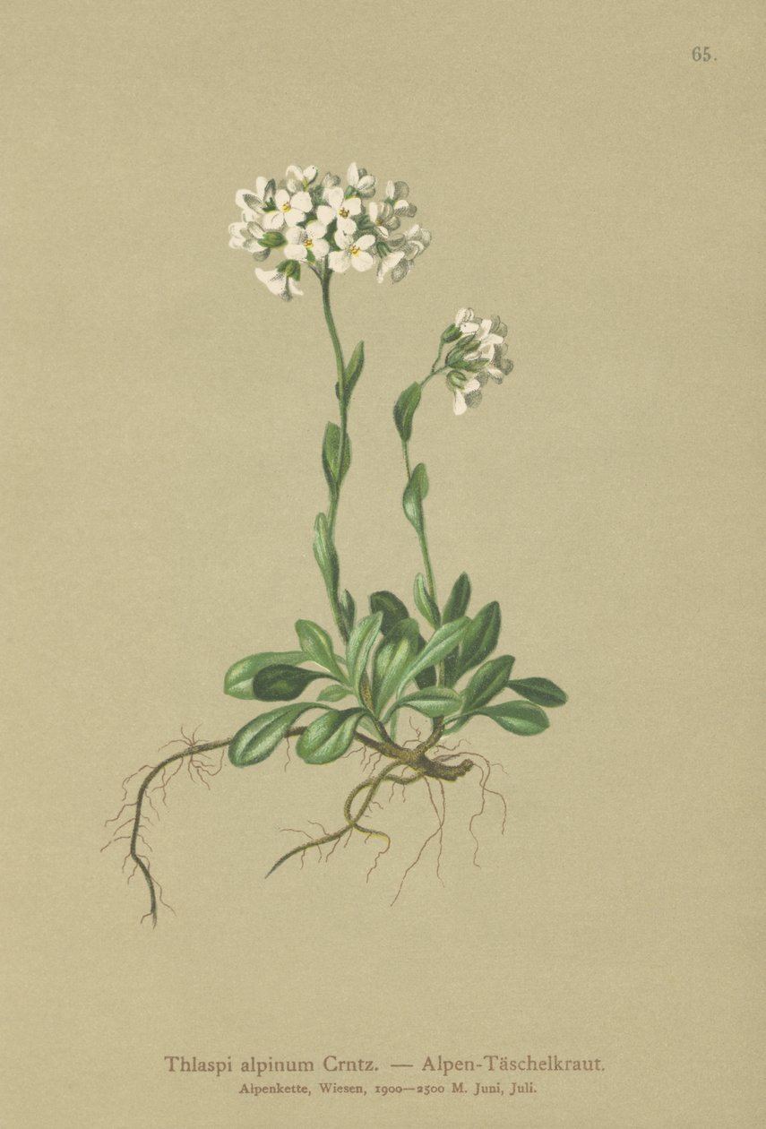 Almindelig Pennykrys (Thlaspi alpinum, Noccaea alpestris subsp. alpestris, Thlaspi minimum, Noccaea crantzii, Thlaspi kerneri, Thlaspi alpinum var. kerneri, Thlaspi alpestre) af German School