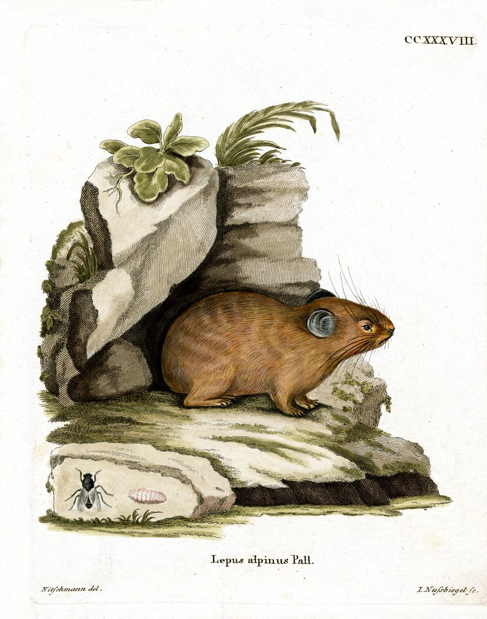 Alpine Pika (farvet gravering) af German School