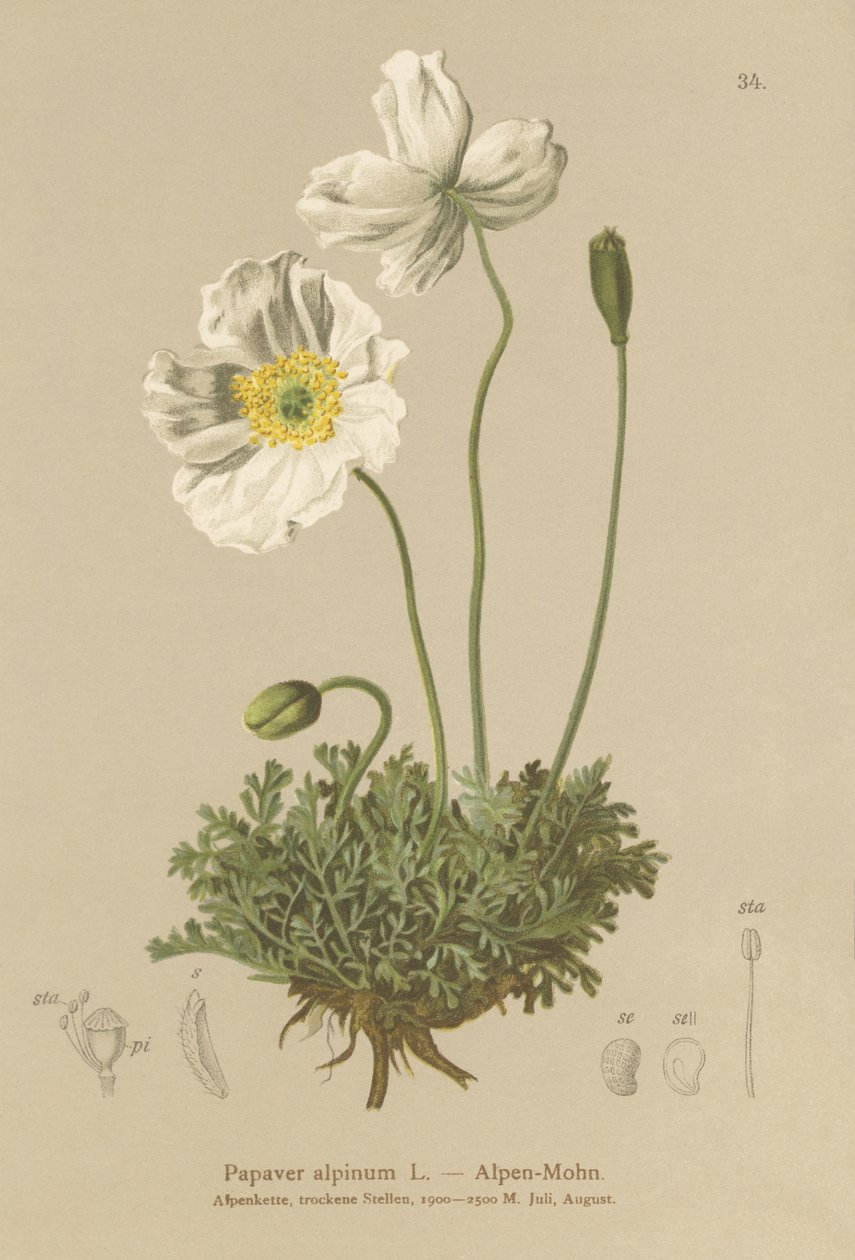 Alpeblomst (Papaver alpinum, subsp. alpinum) af German School