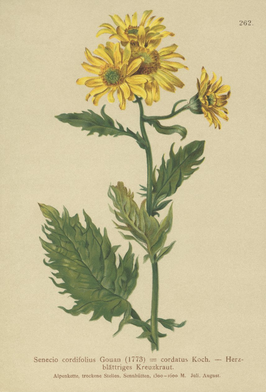Almindelig Ragwort (Senecio cordifolius, Senecio cordatus, Senecio alpinus, Senecio alpinus, Jacobaea alpina) af German School