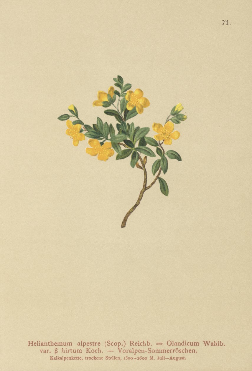 Alpine Rock-rose (Helianthemum alpestre, Helianthemum Olandicum var. hirtum, Helianthemum montanum) af German School