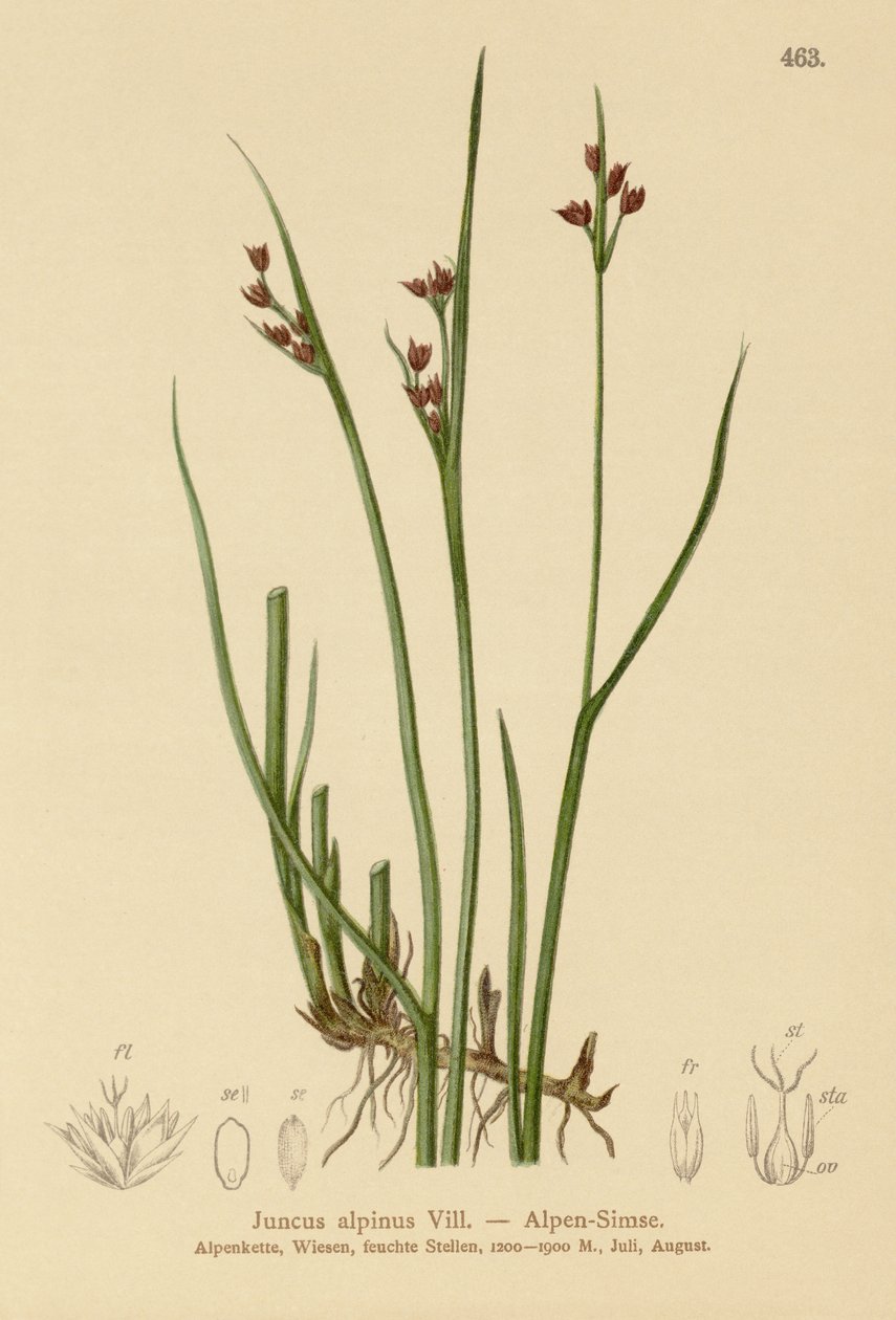 Almindelig rype (Juncus alpinus, Juncus alpinoarticulatus) af German School