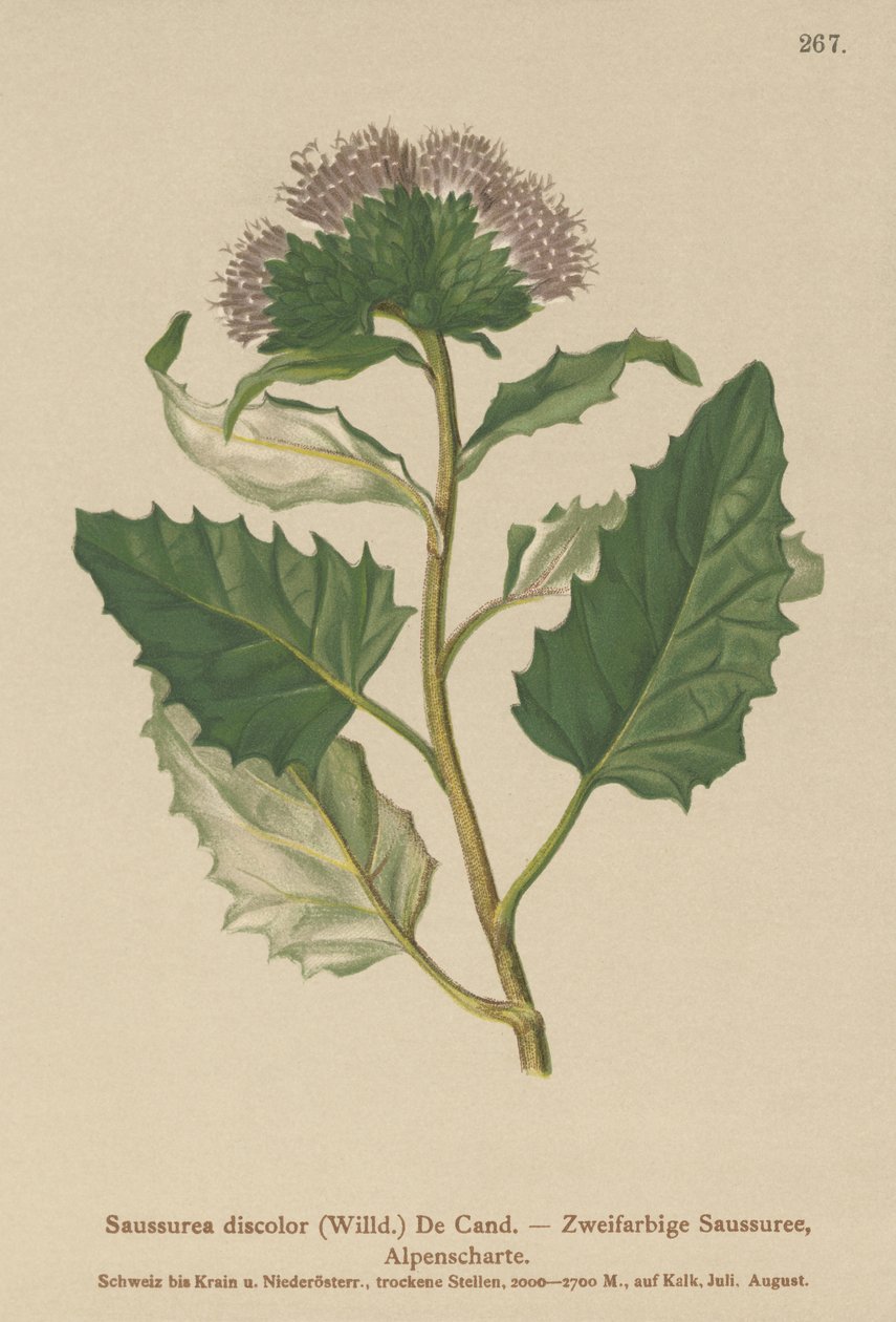Almindelig savurt (Saussurea discolor) af German School