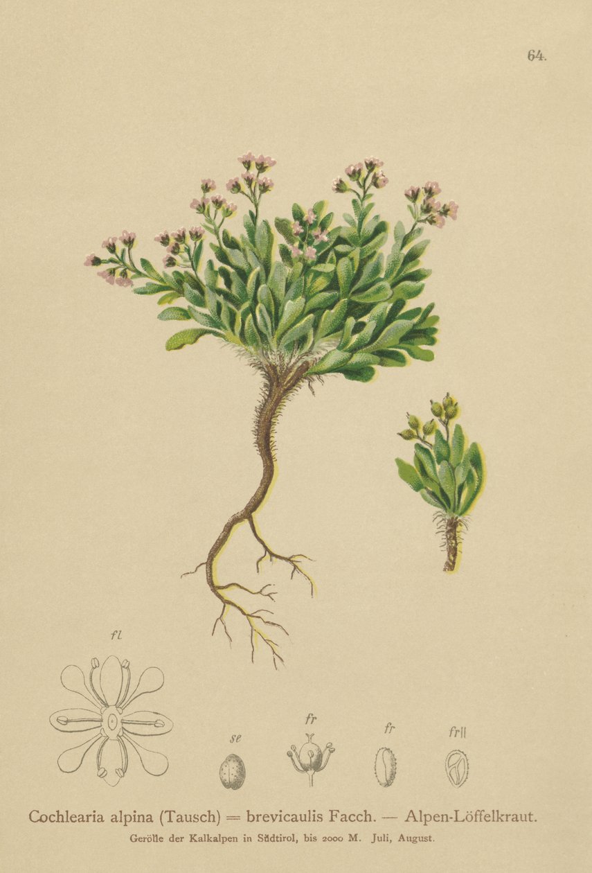 Almindelig skarntyde (Cochlearia alpina, Cochlearia brevicaulis) af German School