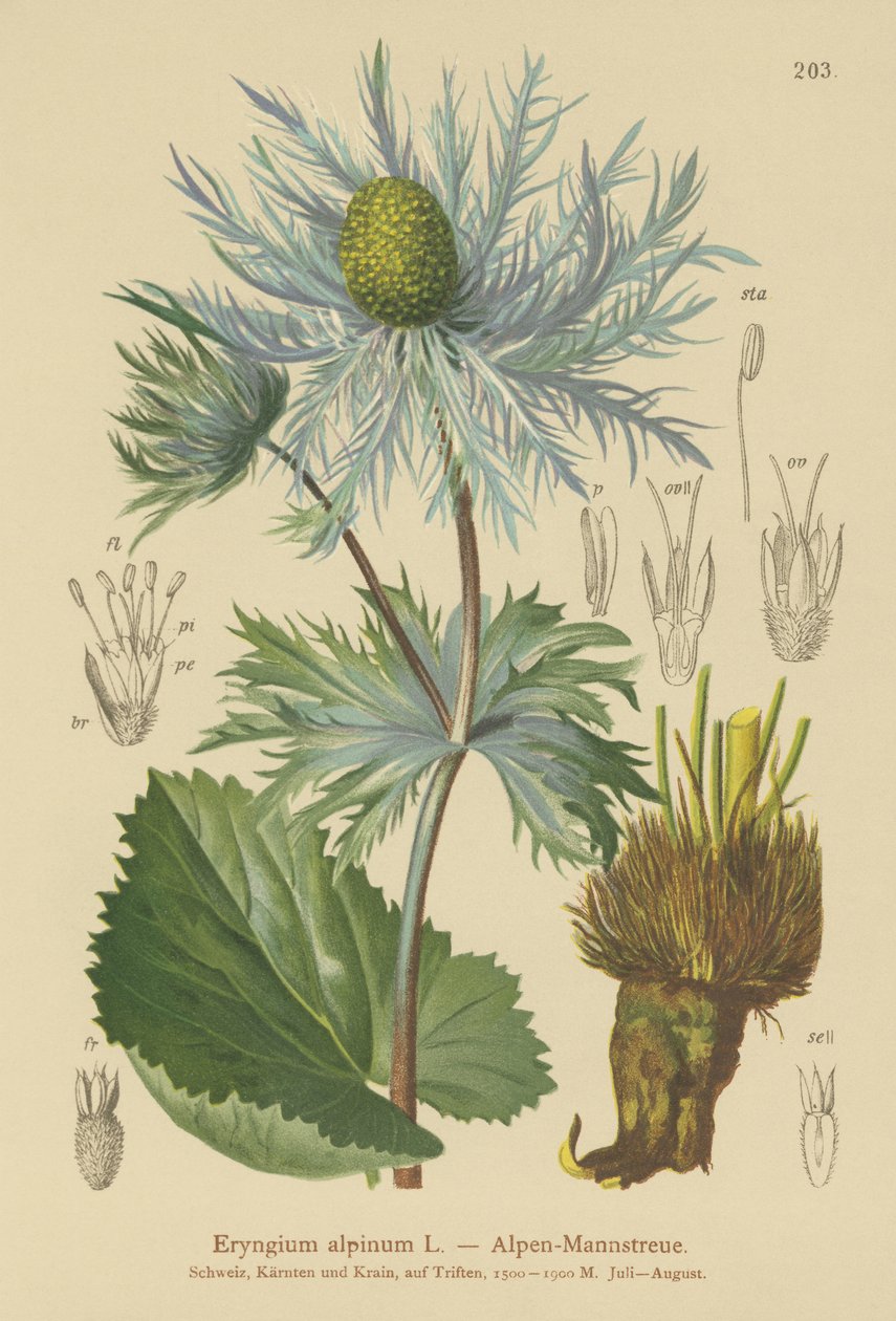 Almindelig Havhyld (Eryngium alpinum) af German School