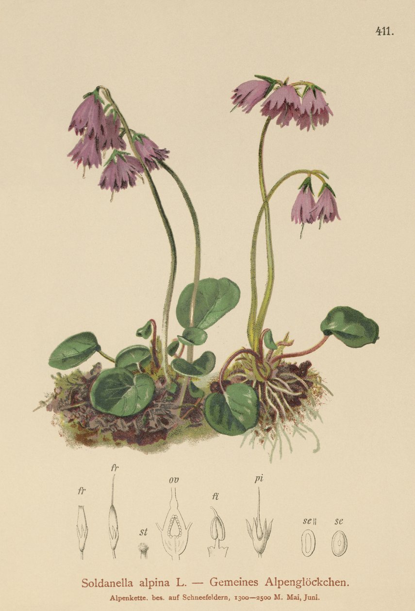 Alpin sneklokke (Soldanella alpina) af German School
