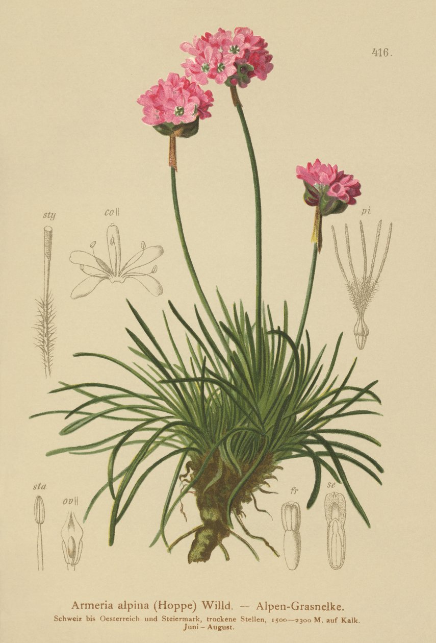 Almindelig Trifli (Armeria alpina) af German School