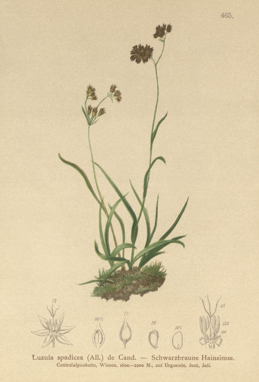 Alpeblomst (Luzula alpinopilosa, Luzula spadicea) af German School