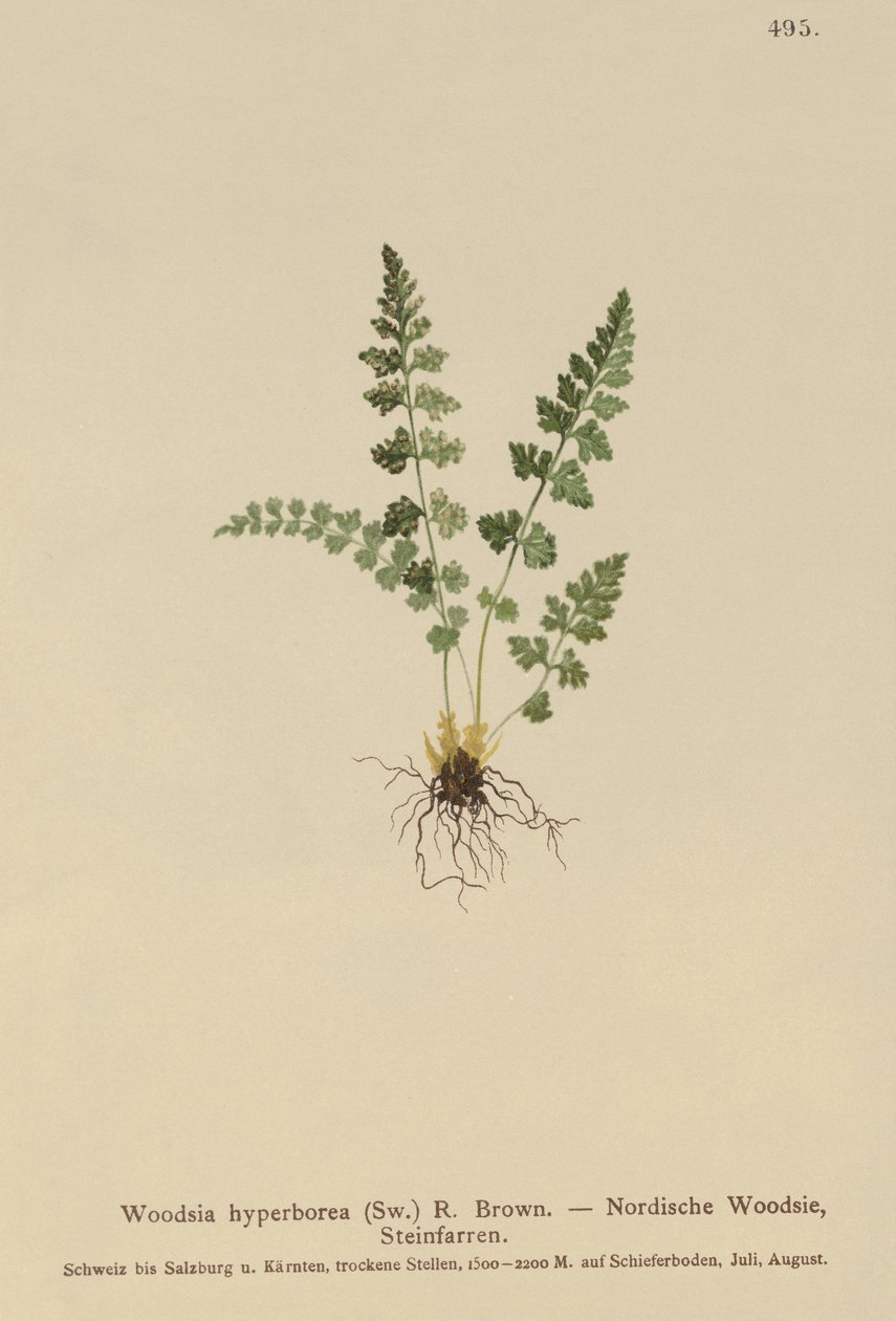 Alpine Woodsia (Woodsia alpina, Woodsia hyperborea, Woodsia intermedia, Woodsia pubescens, Acrostichum alpinum, Acrostichum hyperboreum, Ceterach alpina, Polypodium arvonicum) af German School