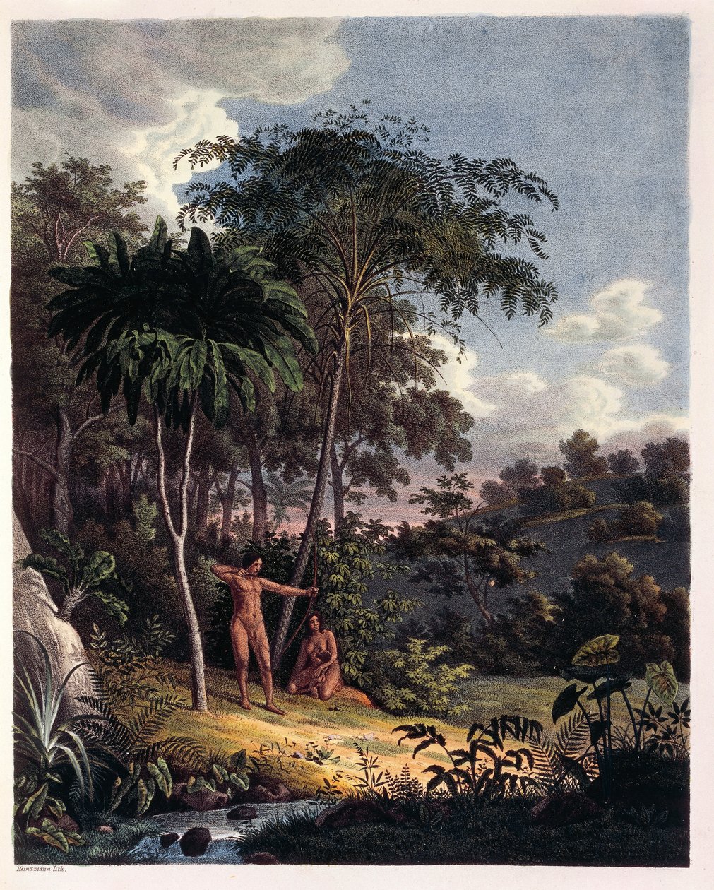Alsophila, vandbregner i Amazonas, tabel XXVIII fra 