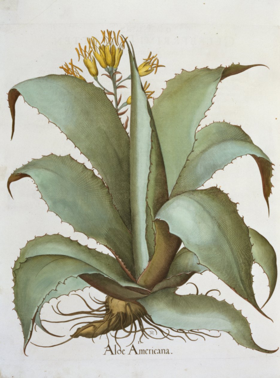 American Aloe: Aloe Americana, fra Hortus Eystettensis af Basil Besler (1561-1629), pub. 1613 af German School
