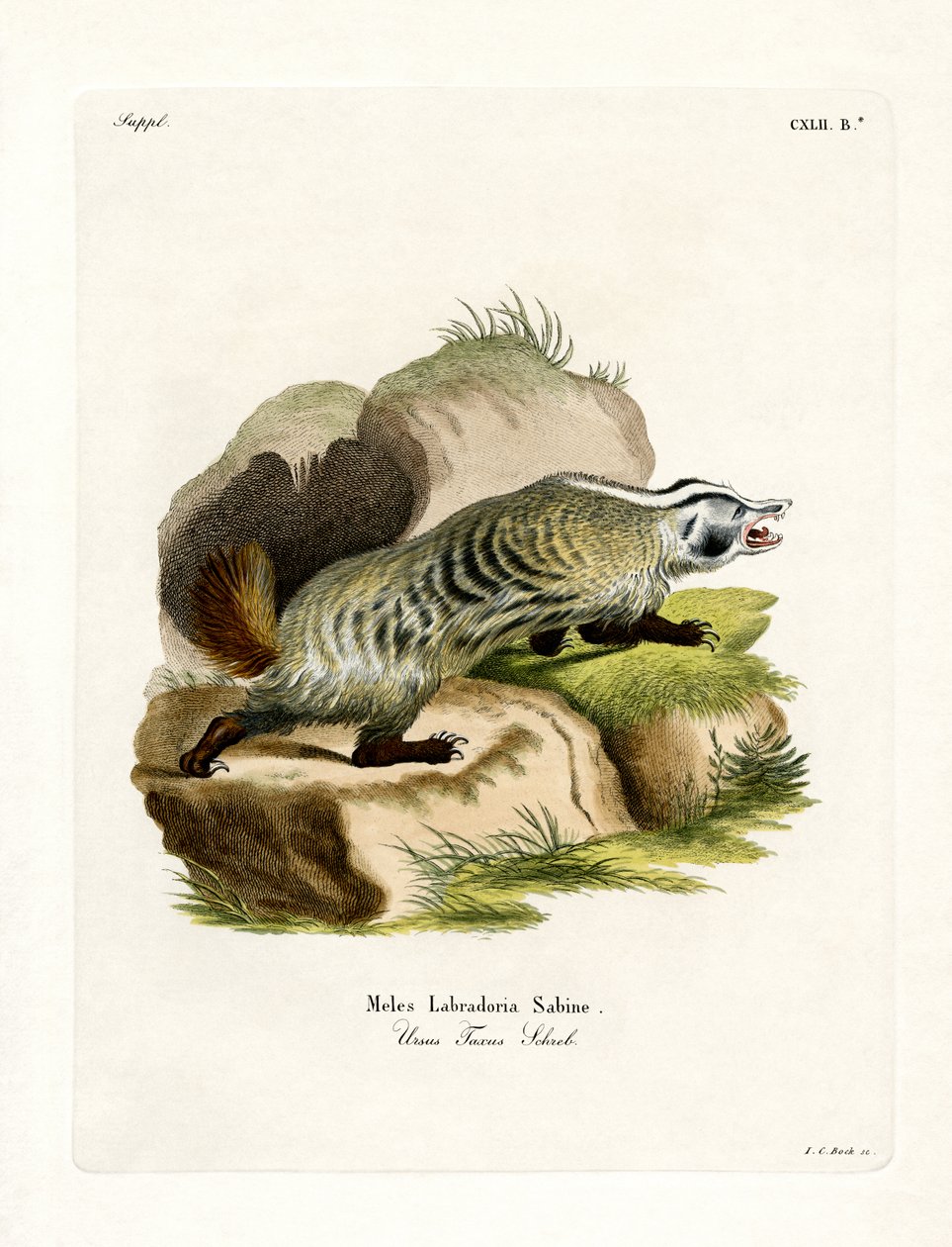 American Badger (farvet gravering) af German School