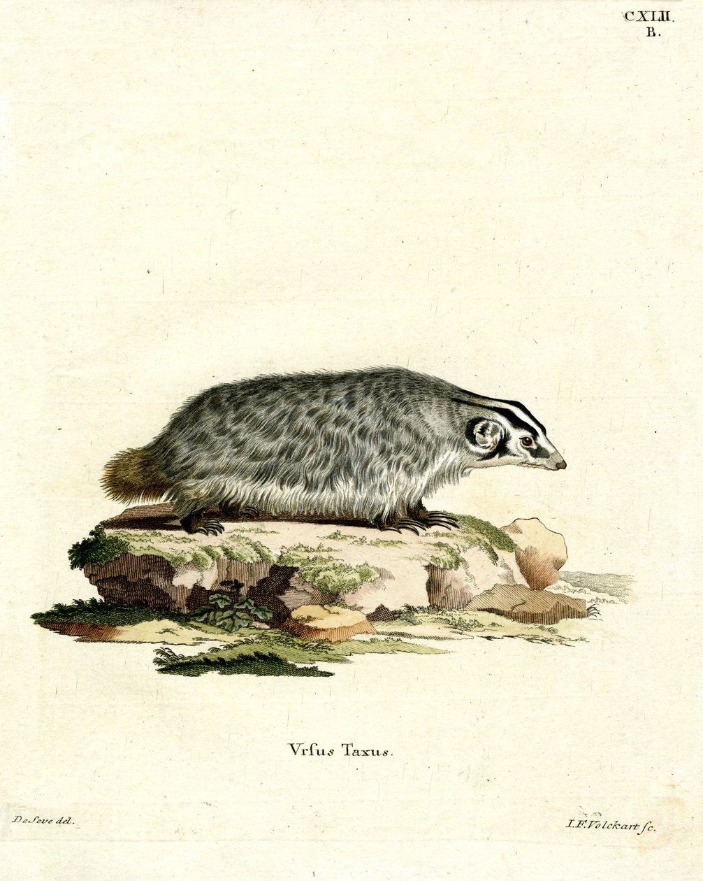 American Badger (farvet gravering) af German School