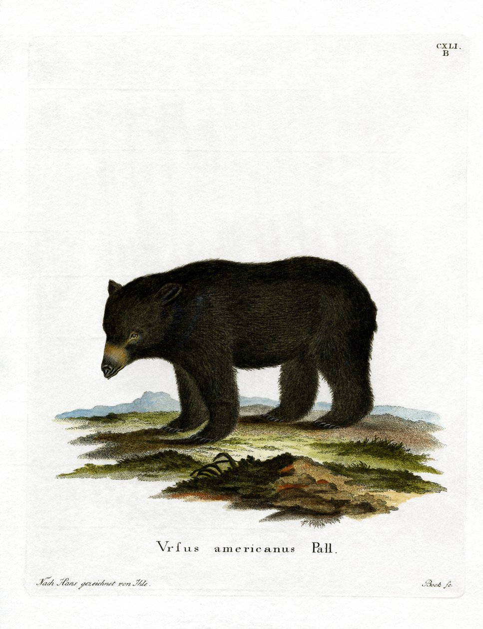 American Black Bear (farvet gravering) af German School