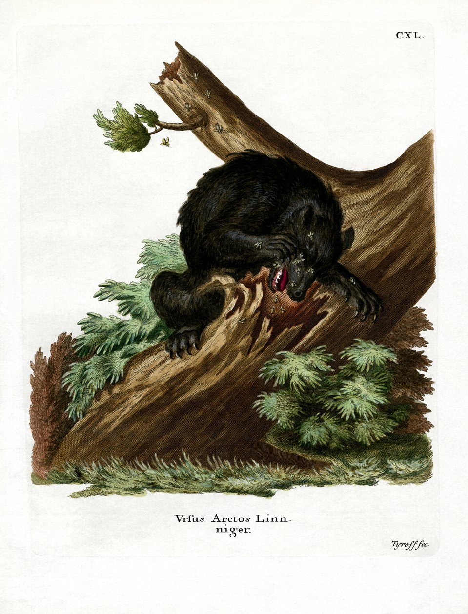 American Black Bear (farvet gravering) af German School