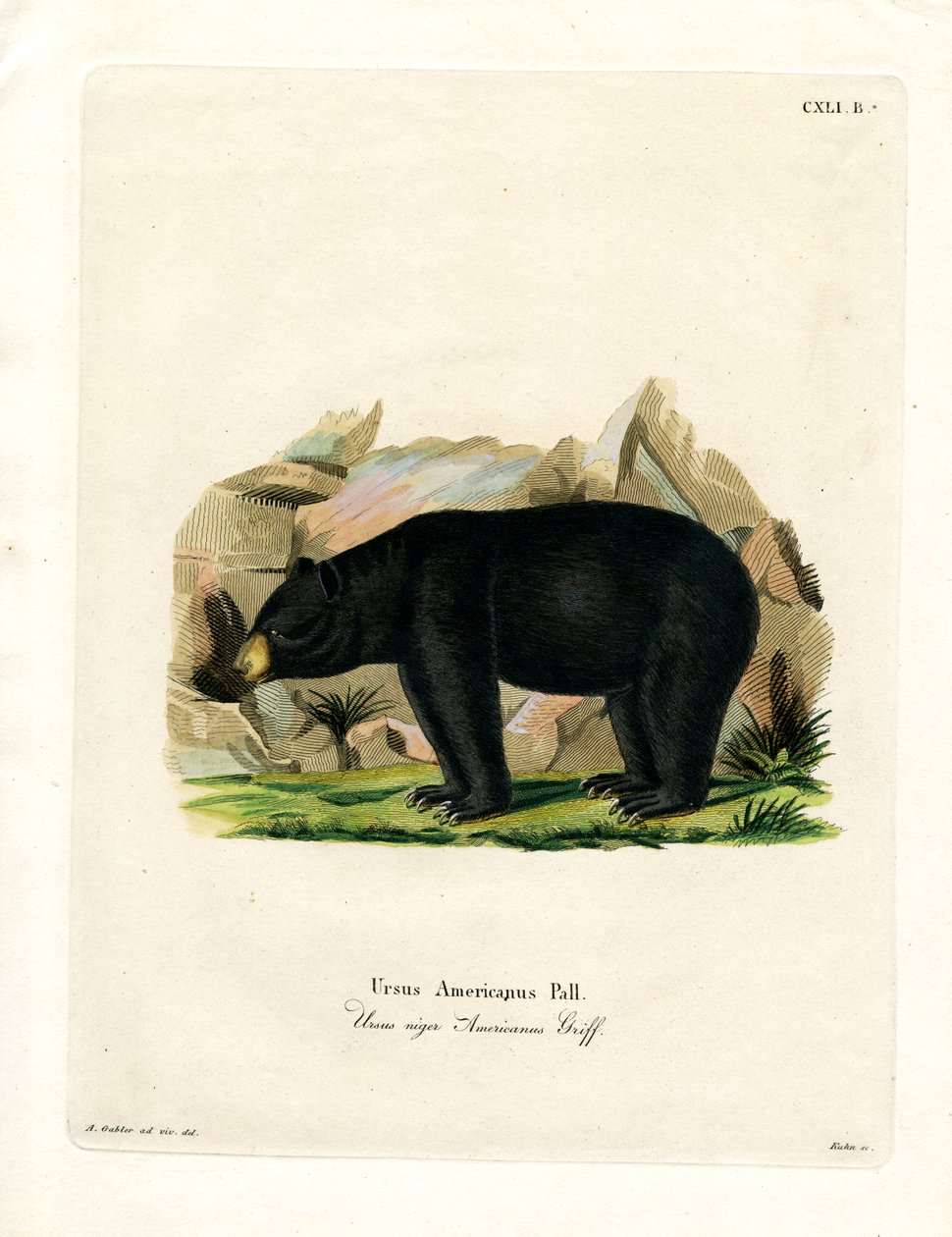 American Black Bear (farvet gravering) af German School