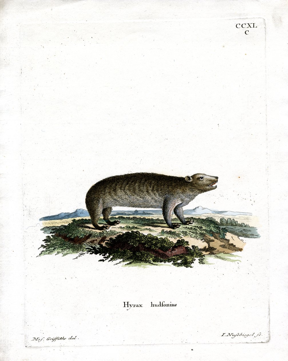American Hyrax (farvet gravering) af German School