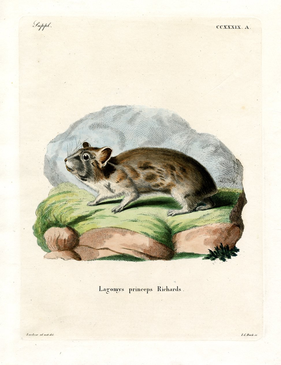 American Pika (farvet gravering) af German School
