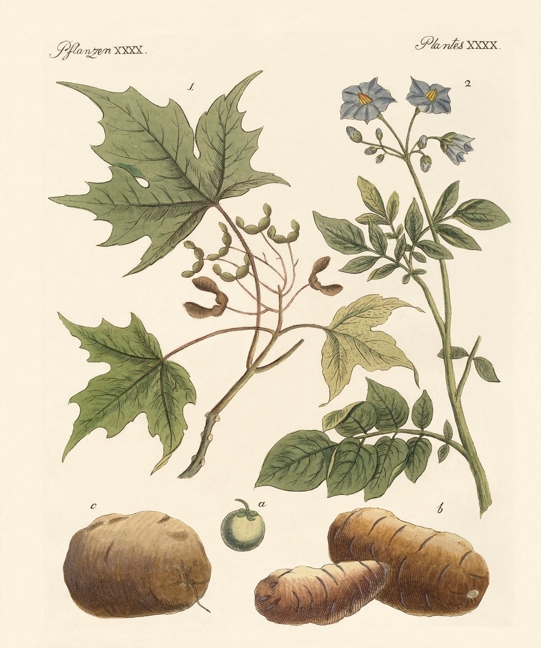 amerikanske planter af German School