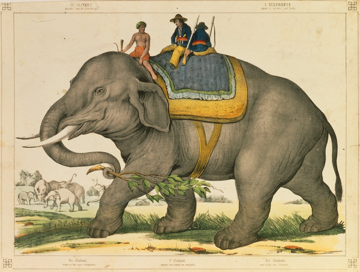 En elefant, der plejede at jage sit eget, billedlige broadsheet udgivet af Joseph Scholz, Mainz, ca. 1860 af German School